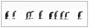 david-yarrow-pinguin-animals-syma-yeremian-florence-a-galerie-photo-photograph