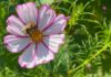 Potager du roi - louis XIV - Versailles - fleur - abeille - arbre - journee patrimoine - syma news - gopikian - yeremian florence