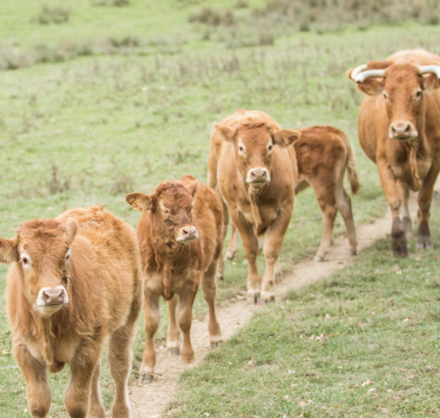 Groupe M6 - agriculture 