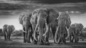 art paris - art - paris - grand palais - exposition - foire - art contemporain - symanews - florence yeremian - david yarrow - agalerie