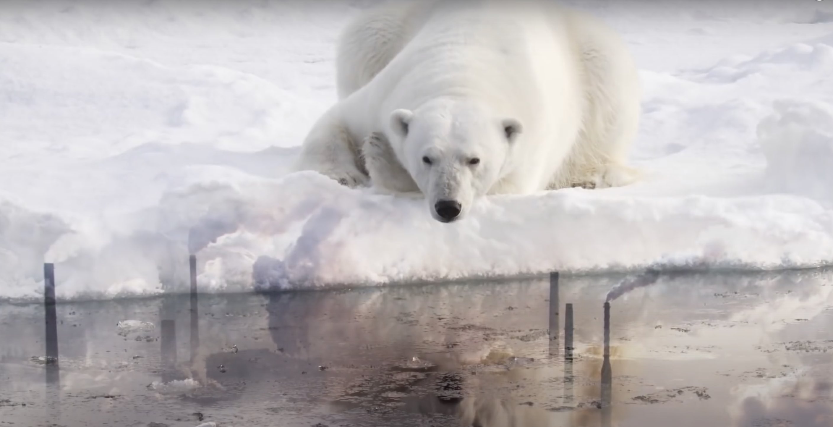 2020 L'ours Qui Avala Une Mouche