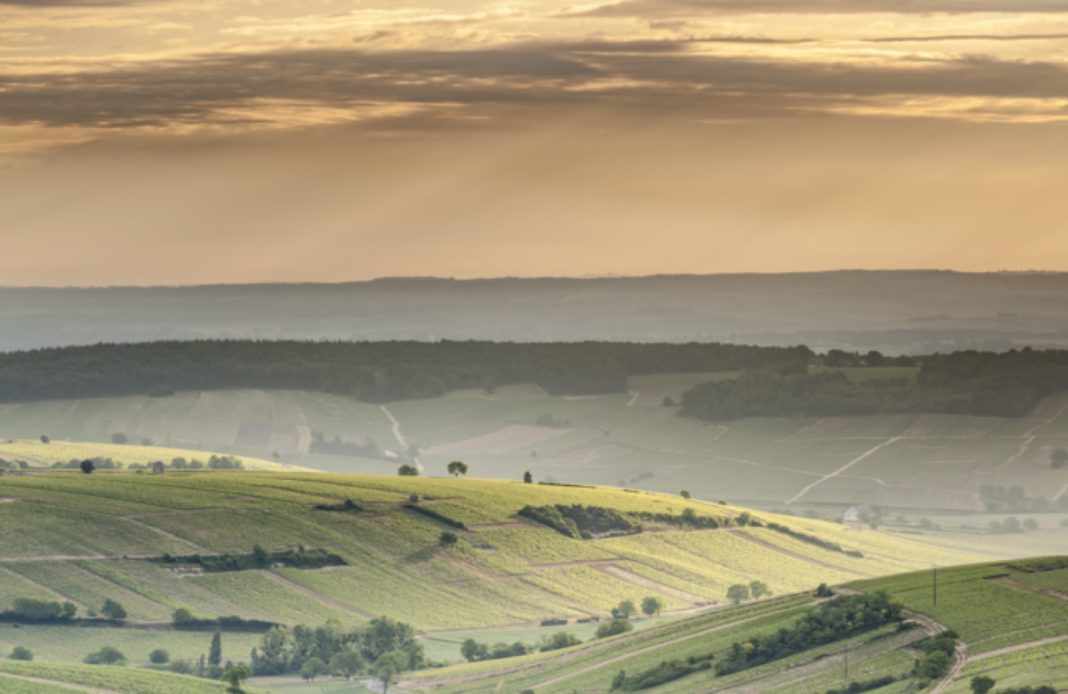 vin - sancerre - loire - chardonnay - syma news - oenologie - chaptalisation