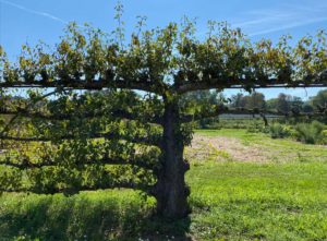 arbre - arboriculture - versailles - potager du roi - flo - syma