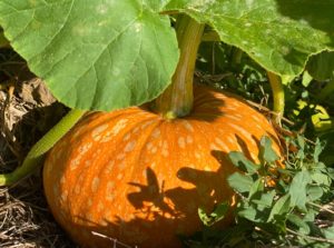 potager - citrouille - orange - courge - syma - florence yeremian - gopikian - arbre