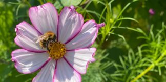Potager du roi - louis XIV - Versailles - fleur - abeille - arbre - journee patrimoine - syma news - gopikian - yeremian florence
