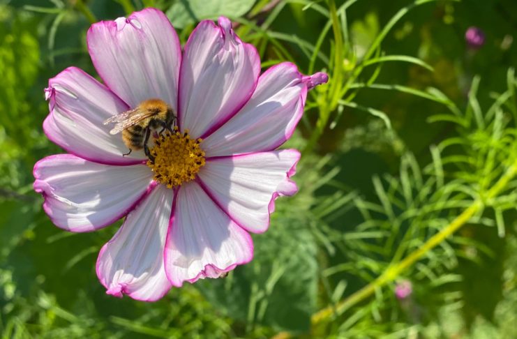 Potager du roi - louis XIV - Versailles - fleur - abeille - arbre - journee patrimoine - syma news - gopikian - yeremian florence