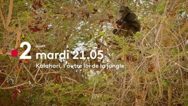 Kalahari l'autre loi de la jungle - France 2 -