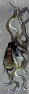 verre-syma-gopikian-yeremian-revelations- william-geffroy